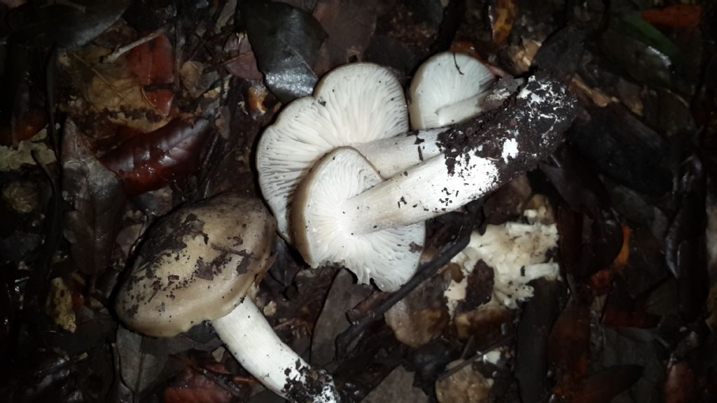 funghi in radura sardegna